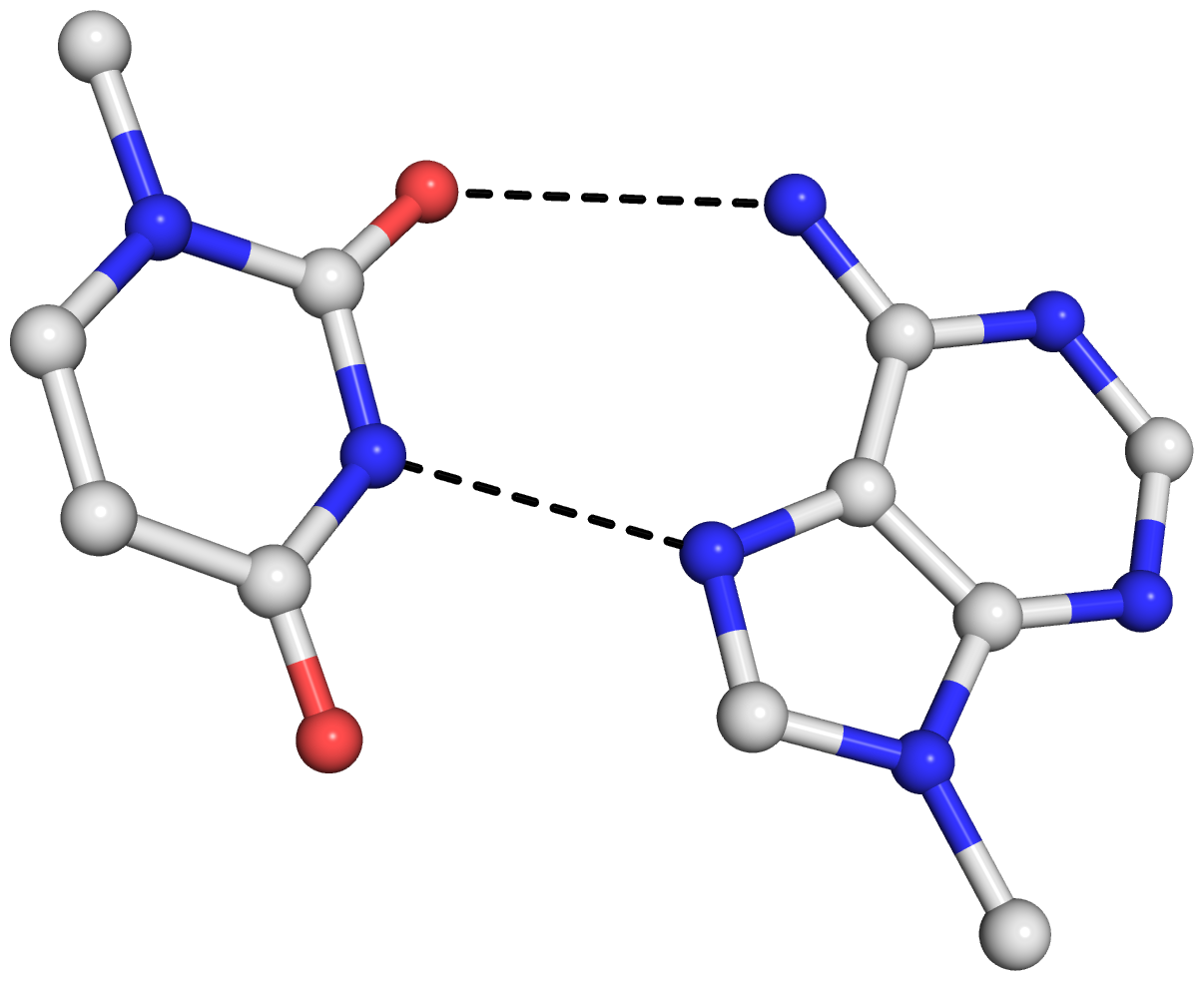 The reverse Hoogsteen U8–A14 base pair in tRNA (1ehz) The reverse Hoogsteen U8–A14 base pair in tRNA (1ehz)