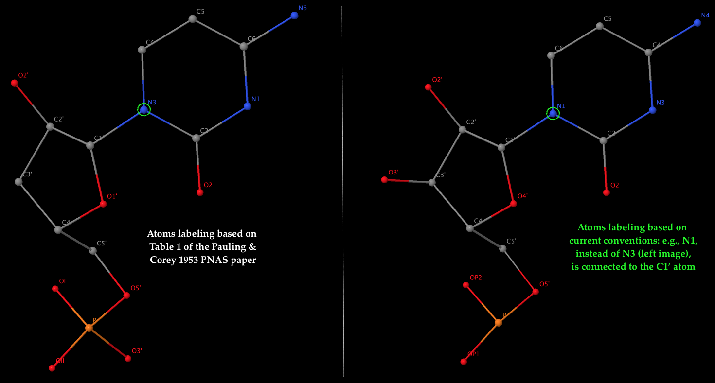 3D image of the repeating unit (C) in Pauling triplex 3D image of the repeating unit (cytosine) in Pauling triplex