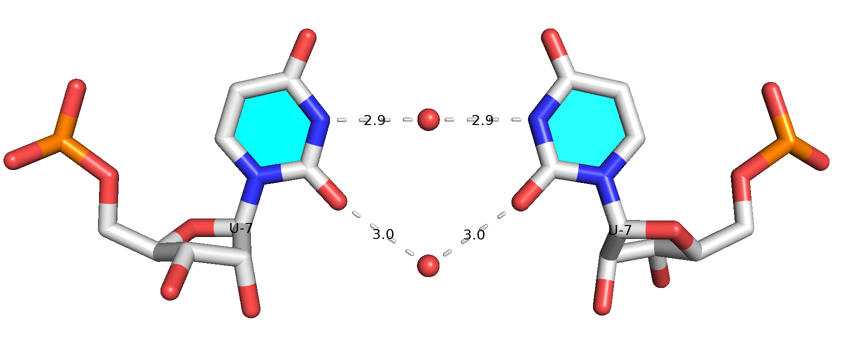 Water-mediated U-U pair detected by DSSR in PDB entry 7Y2B. Red spheres represent water molecules.