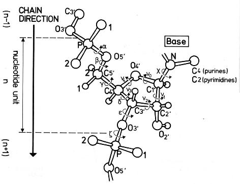 definition of nucleic acid backbone torsion angles