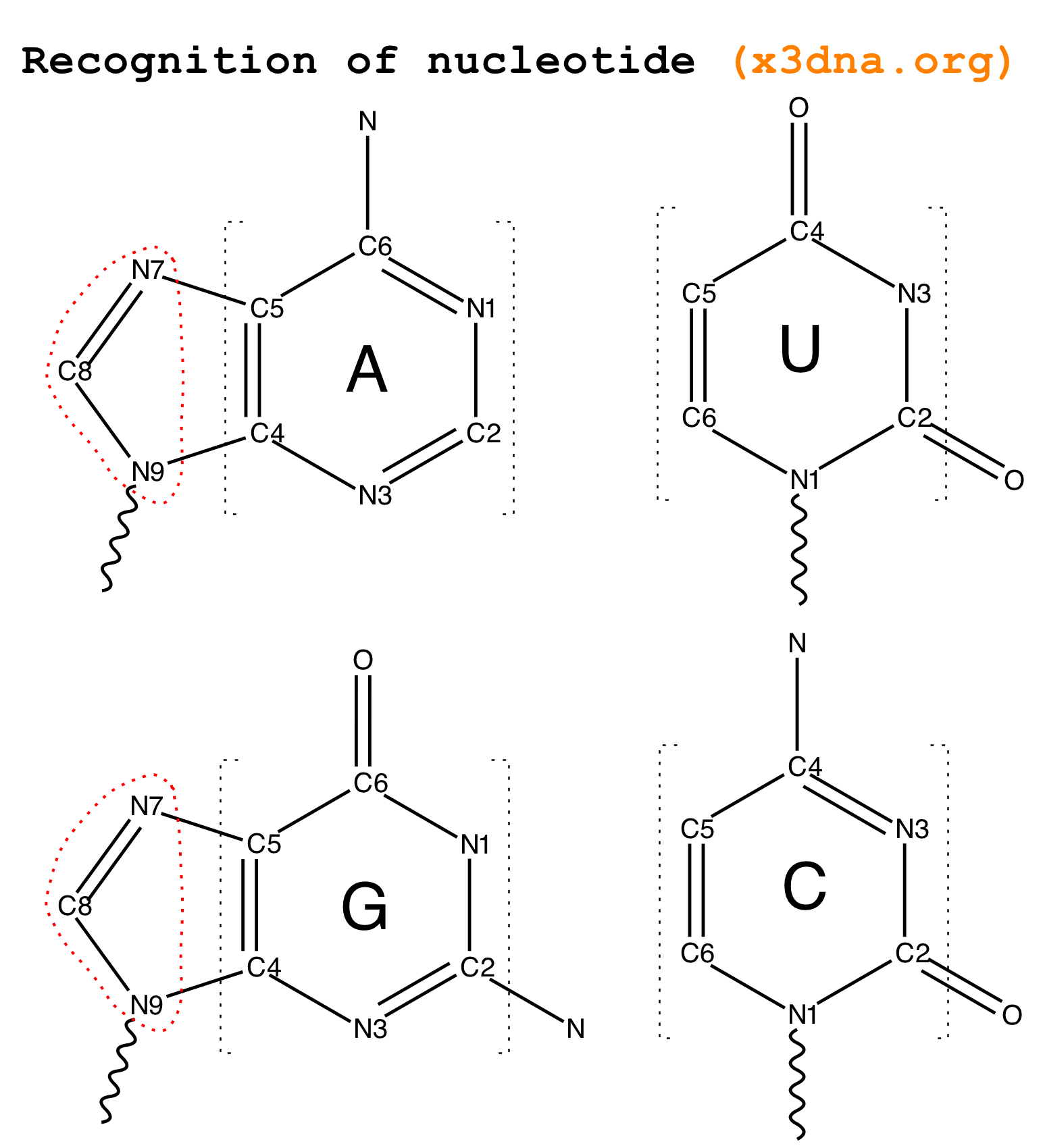 Common names of core base atoms Common names of core base atoms
