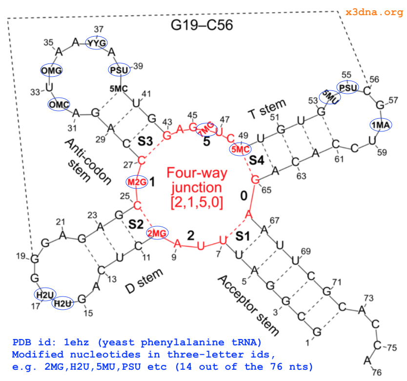 Modified nucleotides in yeast tRNA Modified nucleotides in yeast tRNA